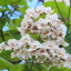 CATALPA SPECIOSA - КАТАЛЬПА ПРЕКРАСНАЯ 3 семени 1