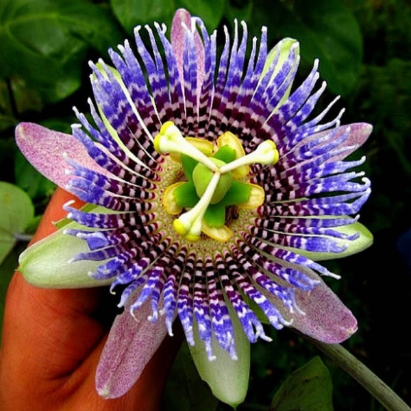 PASSIFLORA LIGULARIS - ПАССИФЛОРА ЯЗЫЧКОВАЯ 3 семени