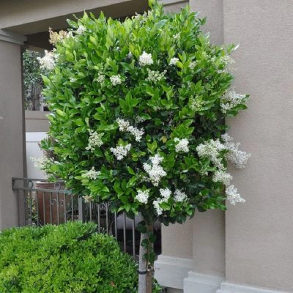 LIGUSTRUM JAPONICUM - БИРЮЧИНА ЯПОНСКАЯ 3 семени